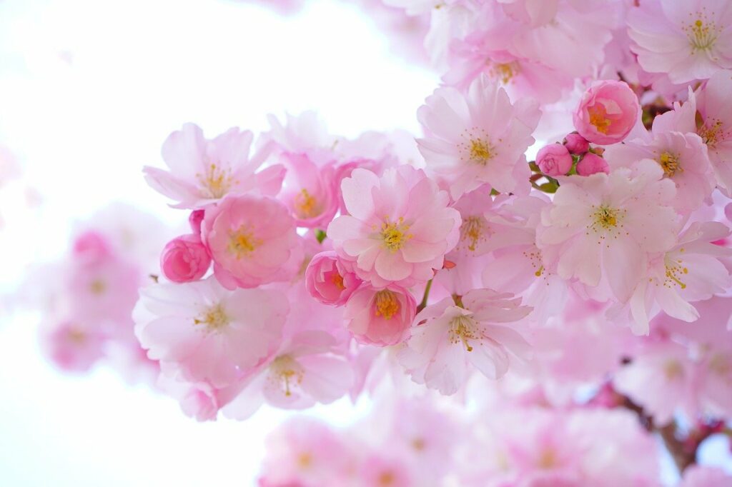 Nahaufnahme Kirschblüte Welches Stativ für Makrofotografie