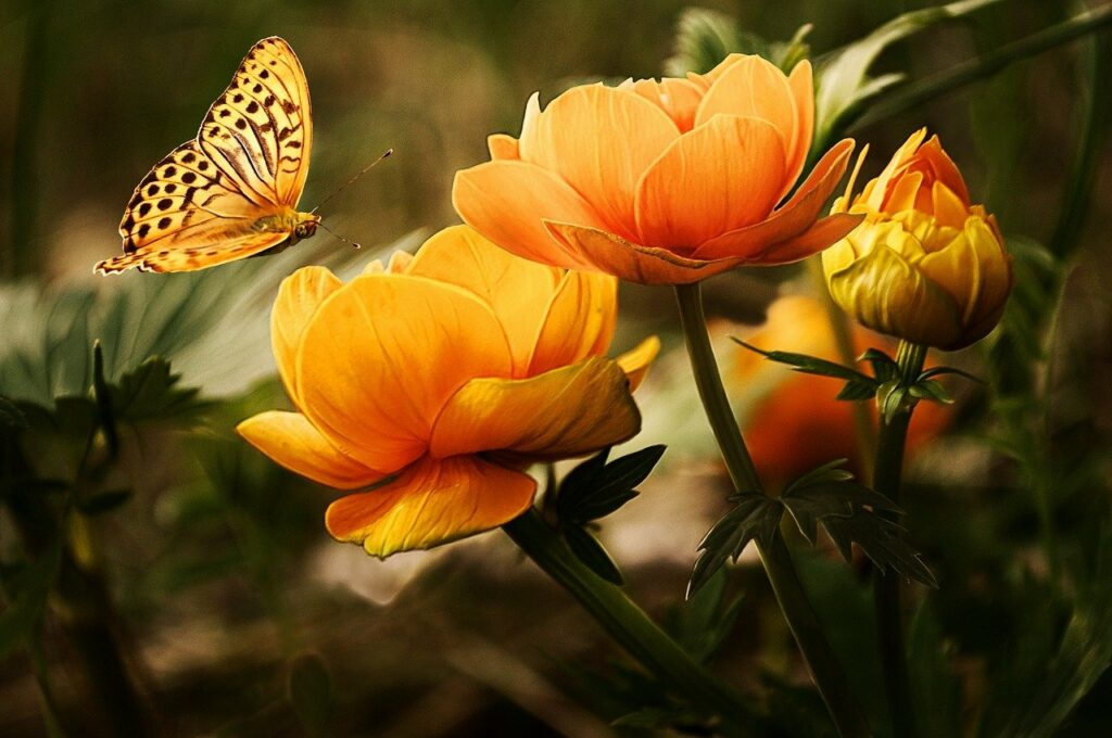 Schmetterling landet auf Blume Welche Kamera für Insektenaufnahmen